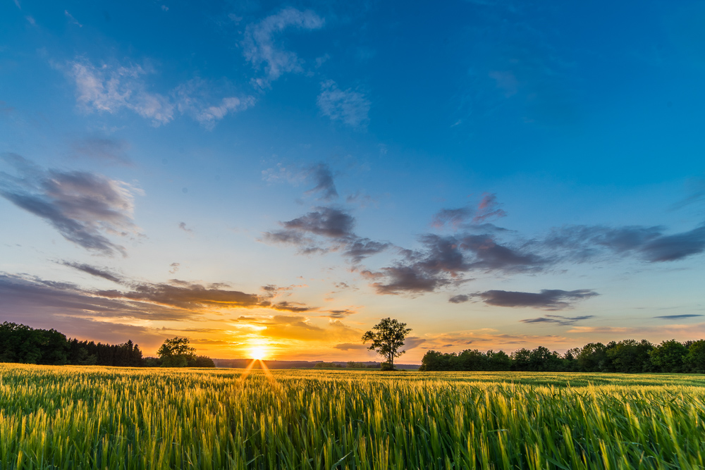 Platz 6 Harald Unglert
